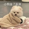 暴躁琴妹^