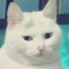柳柳吖