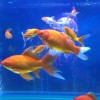 施拉姆姆