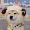 彩蝶儿