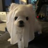 程小婧