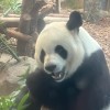 皮皮艺
