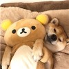 青青ya