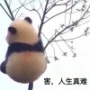 沈真理