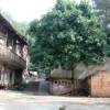 Ariii