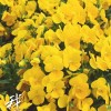 小圆脸馨馨