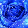 蕙蕙