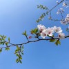 TiAmo七安