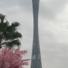 巅峰-梧桐