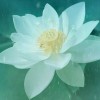 阿离er
