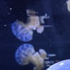 黑桃天使2号