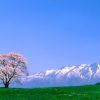 狸兮【阿离导师】