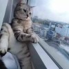 小茶【全能中辅】