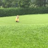 齐小八爱虎牙