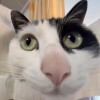 番茄ppomo