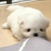 腐团儿