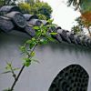 芝士想被融化