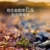 林小鸟a